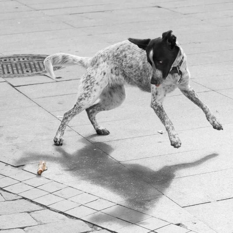 Quel chien pour Paris ?