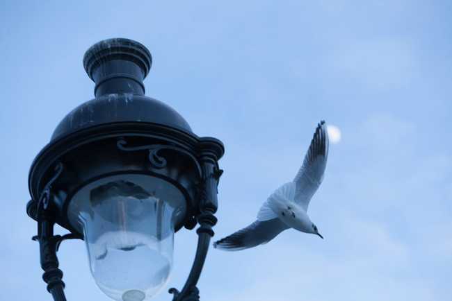 Free as a bird
