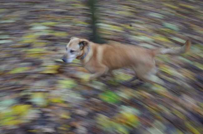 Hector in Forest Leaves